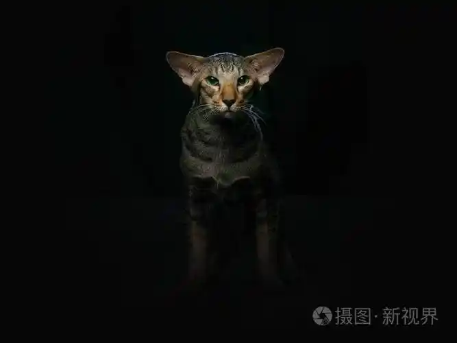 聪明的暹罗猫黑色隔离