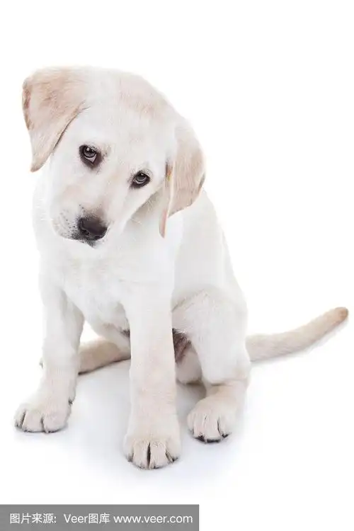 拉布拉多犬,小狗,纯种犬,倾斜视角,歪着脑袋