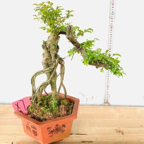 老桩提根造型小叶红芽雀梅开花阳台庭院盆景盆栽植物