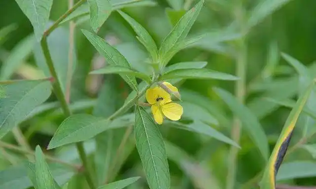 此物俗称"草龙",是治口腔溃疡"特效药",路边就有,需要带走__财经头条