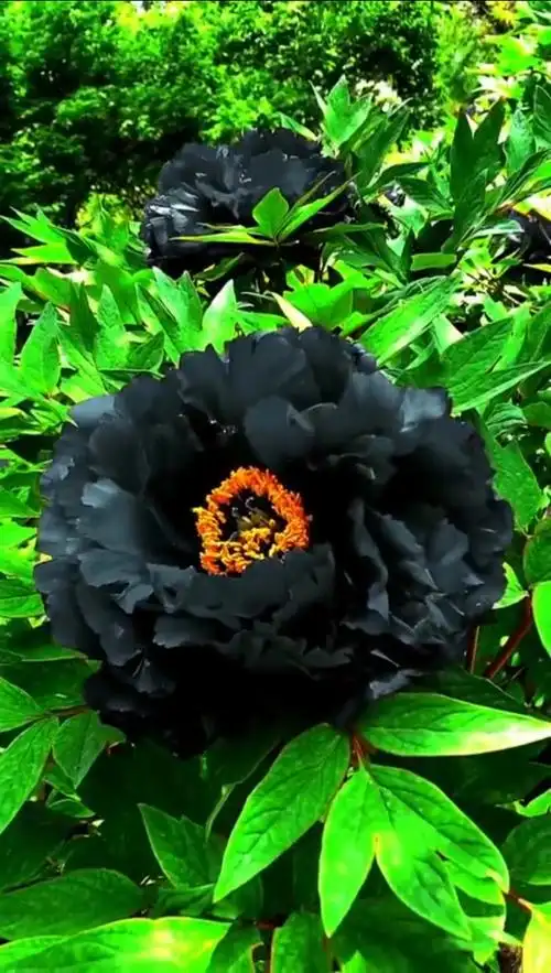 98第一次见黑牡丹花,想起了清代诗人程先贞写的诗《黑牡丹》: 春烟