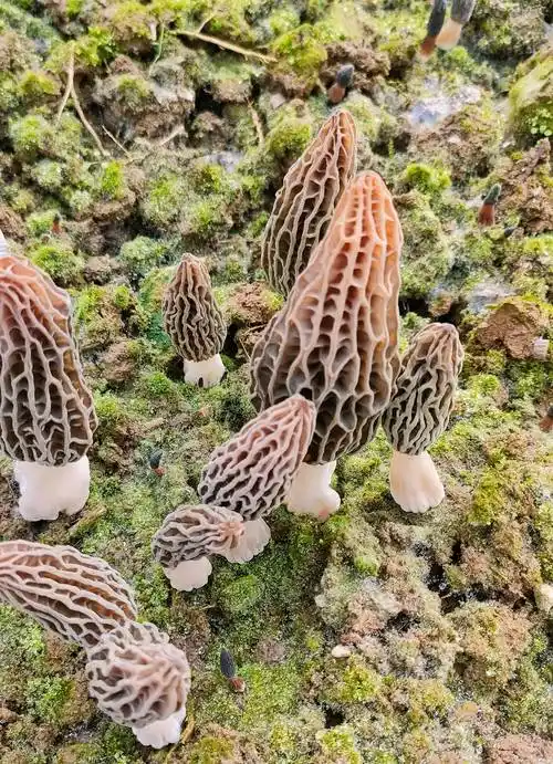 寻美鹤峰|龙年春节的羊肚菌_麻池_大棚_发展