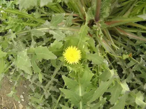 这是苦苣菜.苦苣菜亦开黄花,茎中空,折之有白色浆液流出.