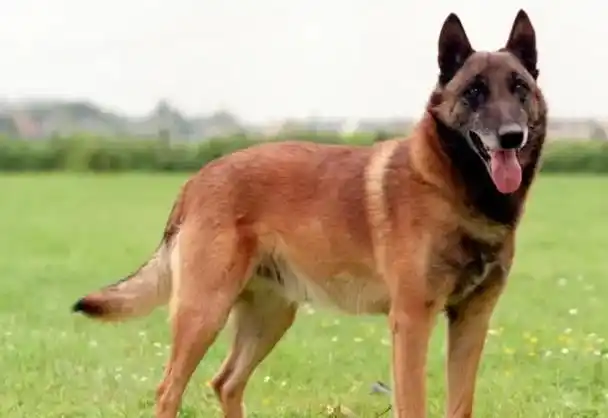 马犬的智商排第几