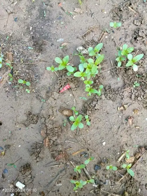 百日草第十二天,感觉发芽率不算高,本来那块地是种的波斯菊,一下雨掉