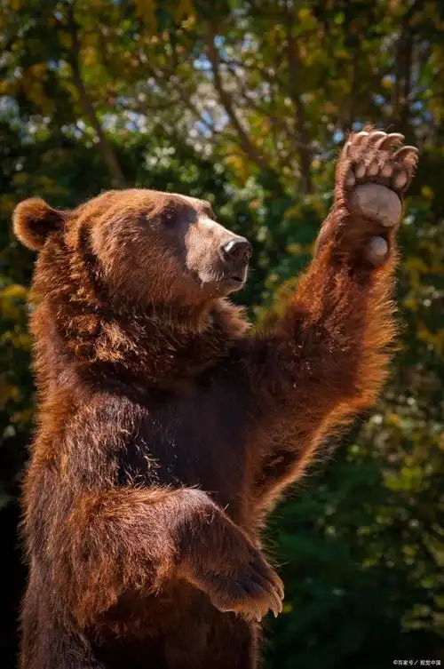 如何成为一名合格的期市狗熊?