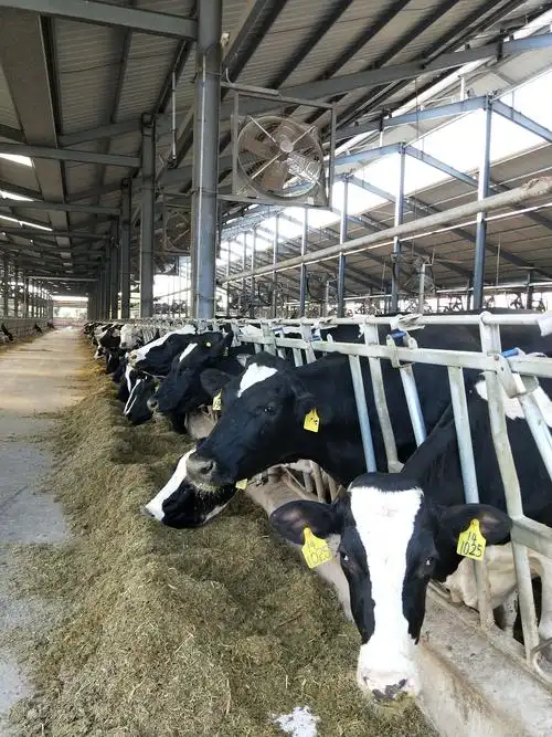 现代化一条龙的奶牛示范基地