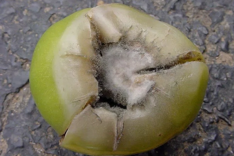 秋茬番茄最需要警惕的9种病害!