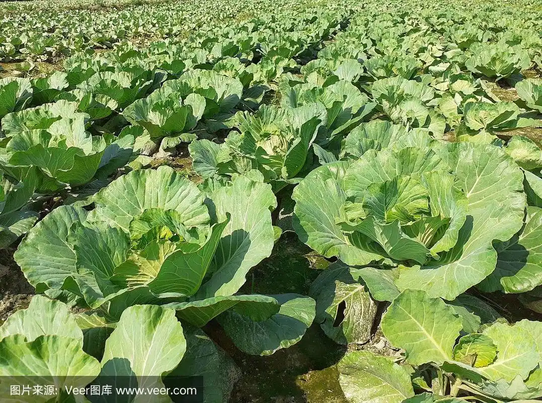 卷心菜在地里生长.绿叶蔬菜形象
