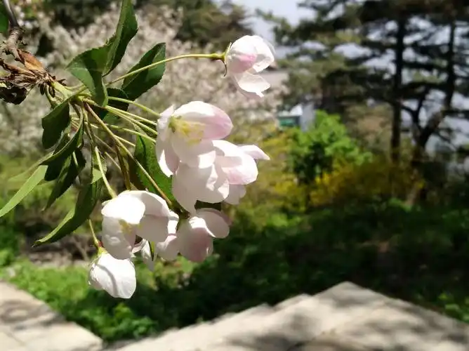 后石坞的野生海棠花.
