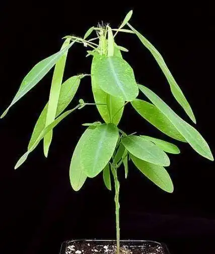 跳舞草图片(会跳舞的草图片)