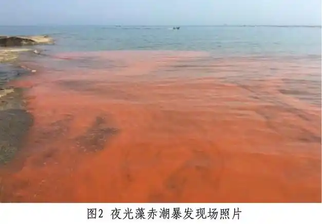 赤潮生物夜光藻