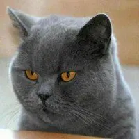 很火的英短蓝猫表情包_微信头像图片大全