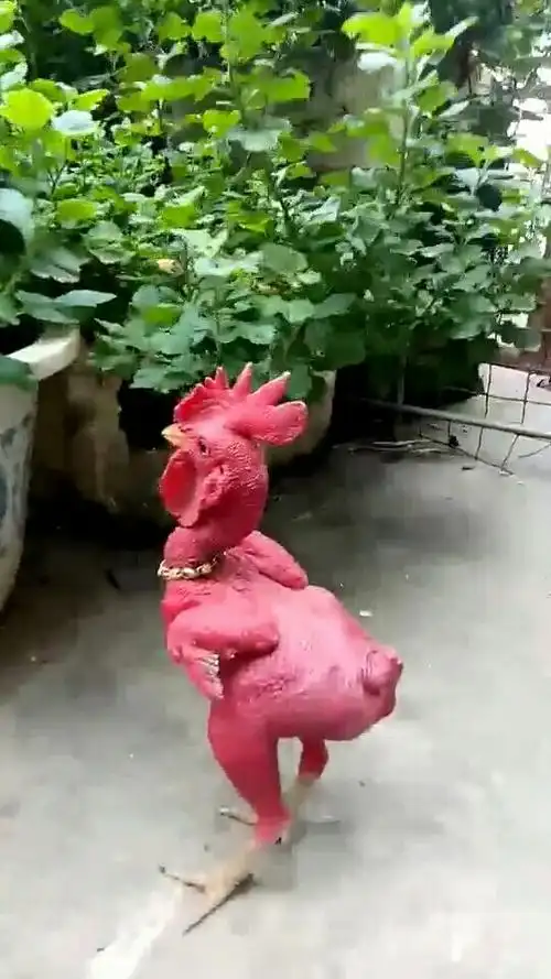 搞笑段子剧#霸气的公鸡