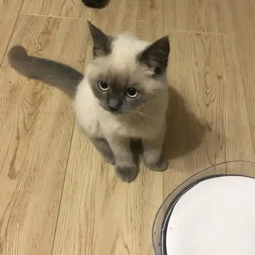 重点色英短纯种英国短毛猫暹罗猫海豹色幼猫活体猫咪宠物猫活物