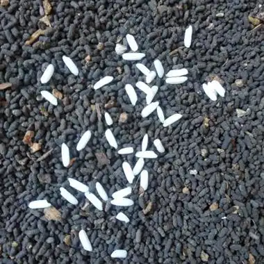 螆螬屎螆螬粪大虫屎小虫屎山虫粪10斤包邮