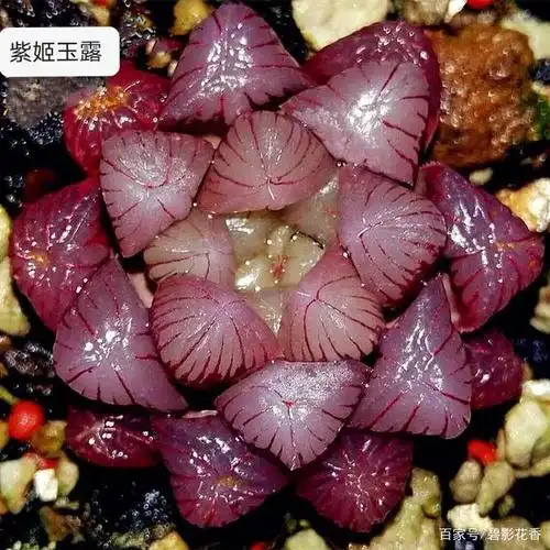 50款梦幻高贵紫色多肉,总有一款是你的最爱