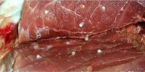 猪囊虫病怎么治疗?-猪病-全球品牌畜牧网