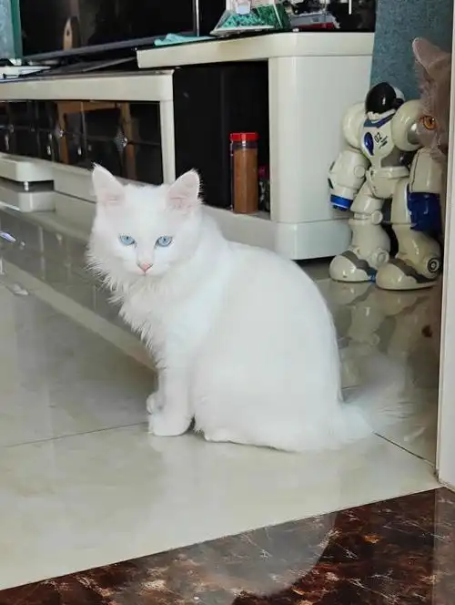 纯白狮子猫是最漂亮的猫猫