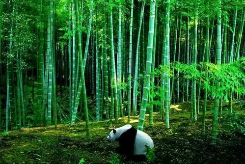 竹林大熊猫
