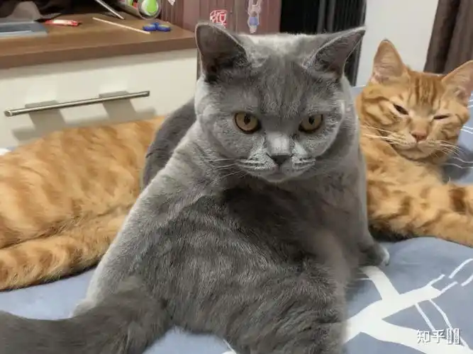 母狸花猫和公英短蓝猫能不绝育的共养吗? - 知乎