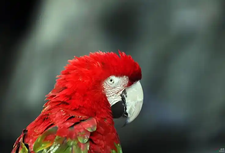 五彩金刚鹦鹉