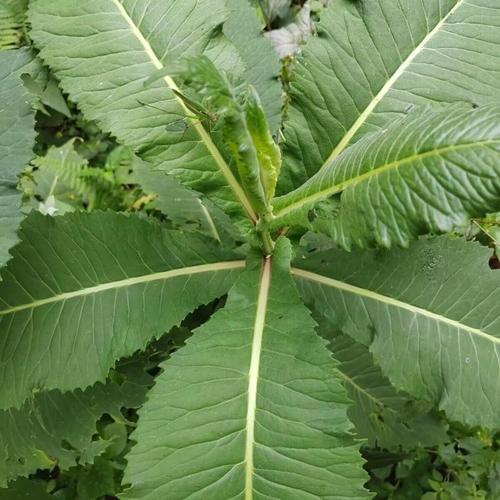 野生玉枇杷种子中草药材金枇杷睡人参大青叶草一年生草本植物种籽