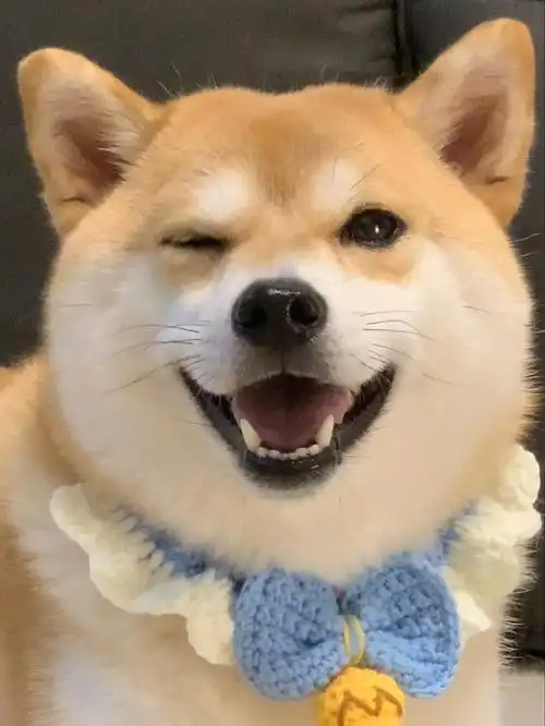 拜托会wink的小狗谁不爱呢