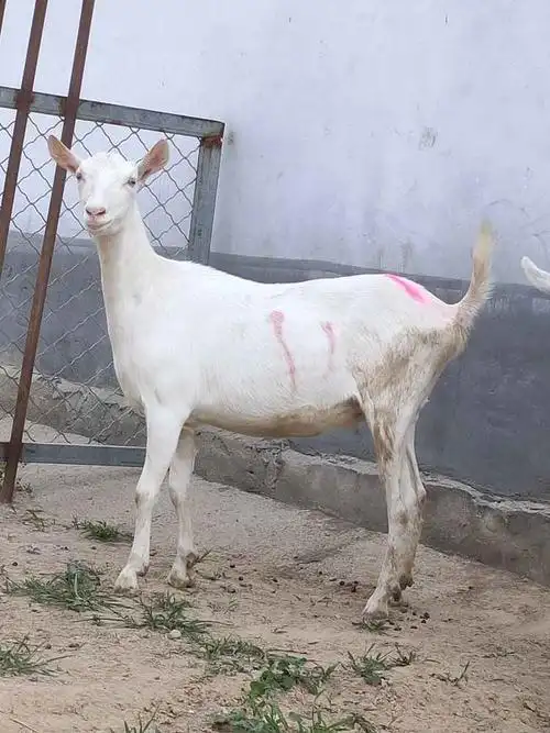 青海萨能奶山羊多少钱一只 公羊价格