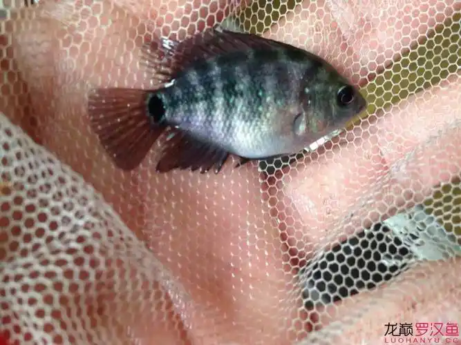 刚买的罗汉苗,说是泰金求鉴定