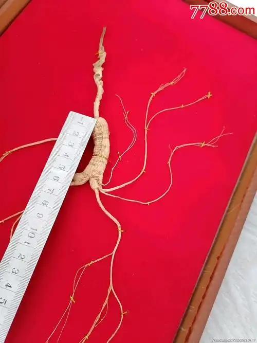 刚弄到的东北野山参一颗,最低15年以上,芦头8厘米长,身挺6厘米长!