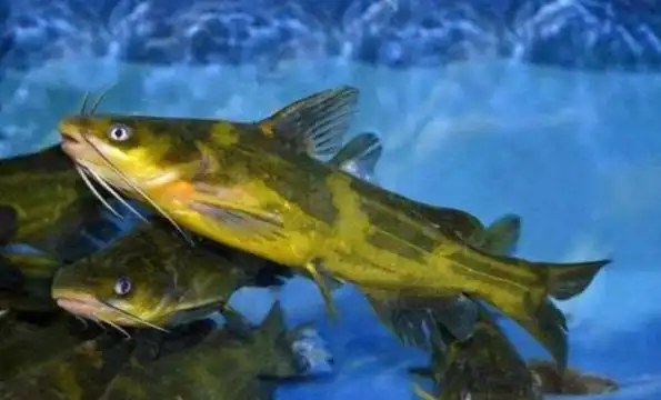 紧急发布:广东这些黄角鱼都被检出违禁药物,爱吃的朋友注点意!
