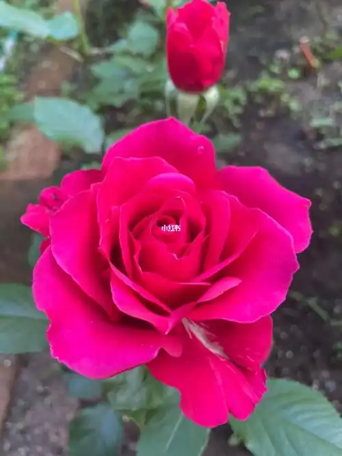 月季米迦勒大天使