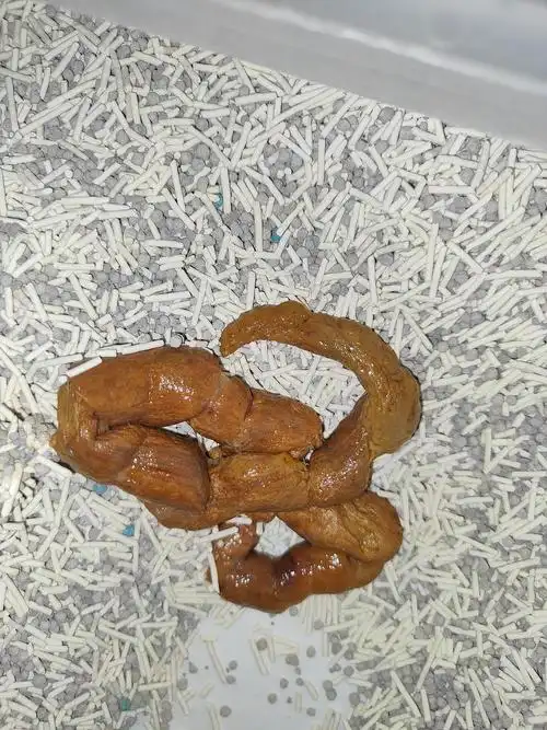 长期便血直肠溃疡快疯了有粑粑图