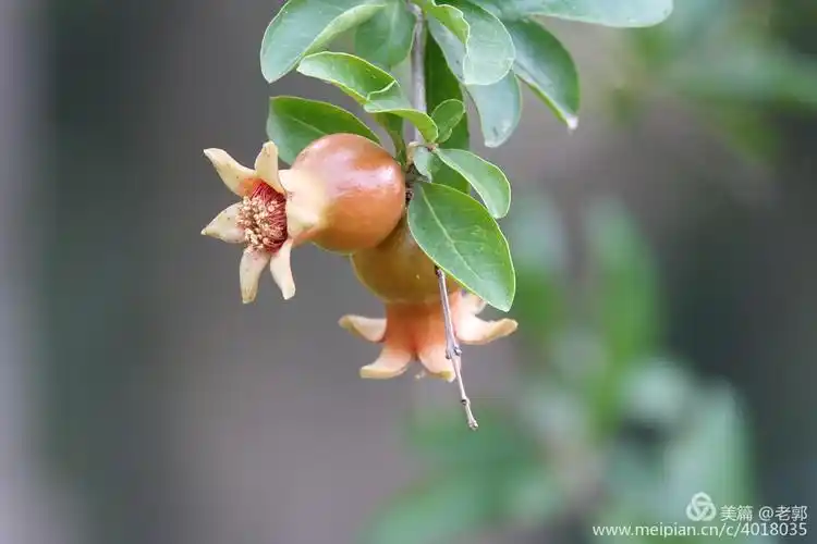 红红火火石榴花,油油润润石榴果