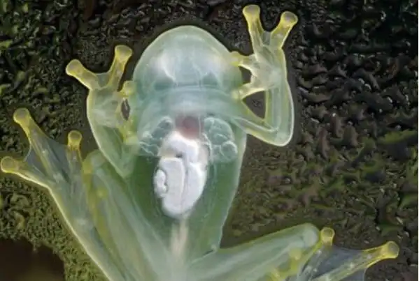 世界十大透明动物排行榜水母上榜第五居然是人造的