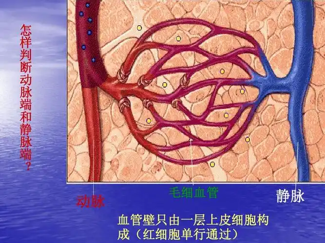动脉 毛细血管 静脉 血管壁只由一层上皮细胞构 成(红细胞单行通过)