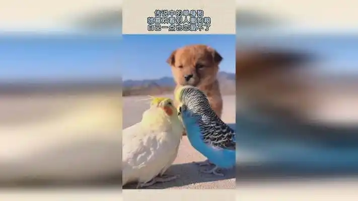 传说中的单身狗,就喜欢看别人撒狗粮,自己一点也恋爱不了!