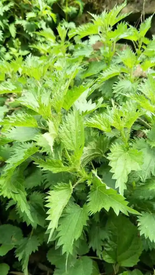 我们这边山上随处可见.四川叫的红活麻.