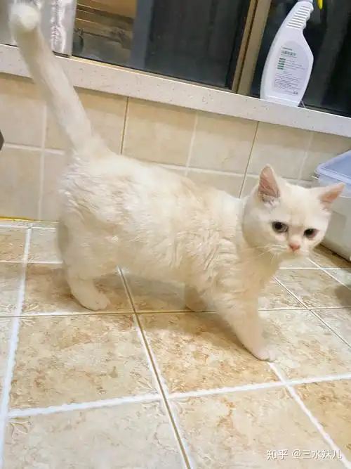 请问这是凯米尔色渐层色还是重点啊