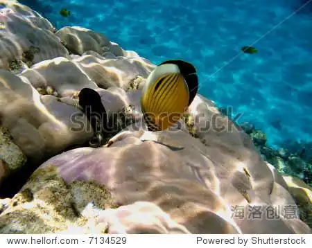 exotic tropical fishes in egypt red sea - 站酷海洛正版图片, 视频