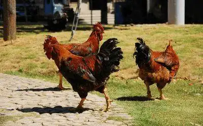 56岁陕西婆婆来达州,她带来的3只鸡,竟惹恼刚当官的邻居的故事|公鸡