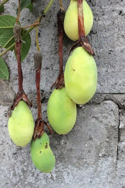 在藤上的多变水果