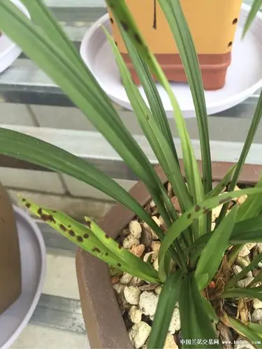 还有救吗?-病害诊断-中国兰花交易网社区