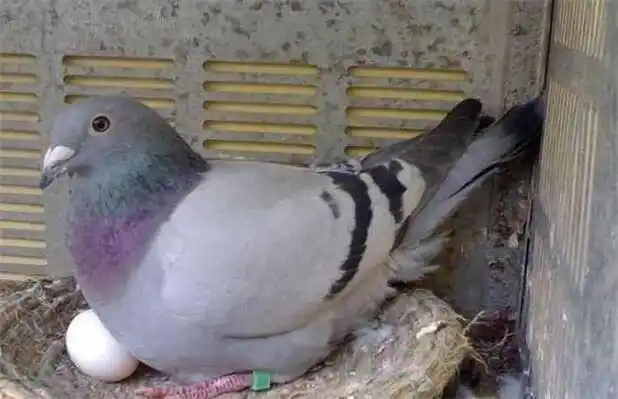 鸽子产下软壳蛋的原因及防治方法