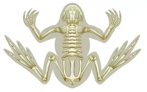 蛙的骨骼系统脊椎动物分类和特征信息图表显示所有类型,包括两栖鸟类