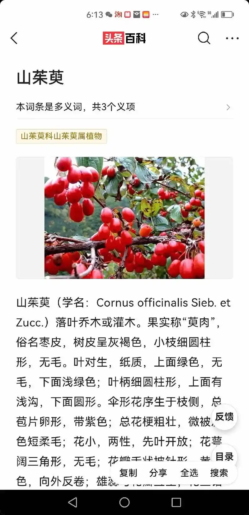 山茱萸树苗,茱萸肉 - 抖音