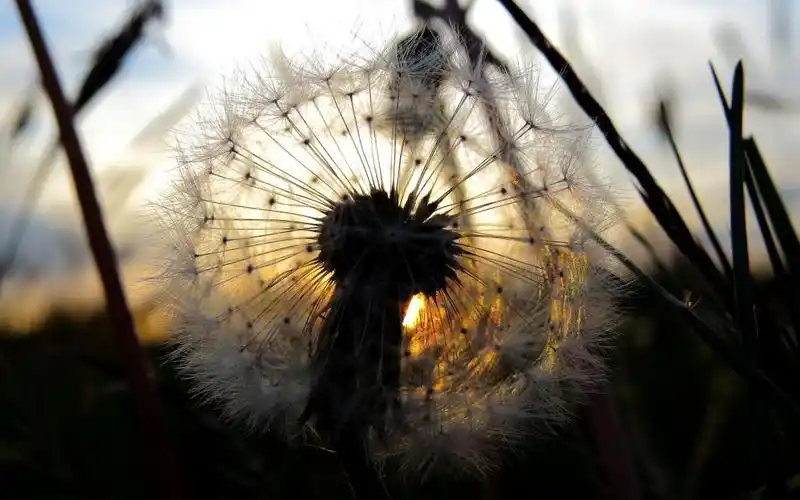 蒲公英微距日落高清壁纸