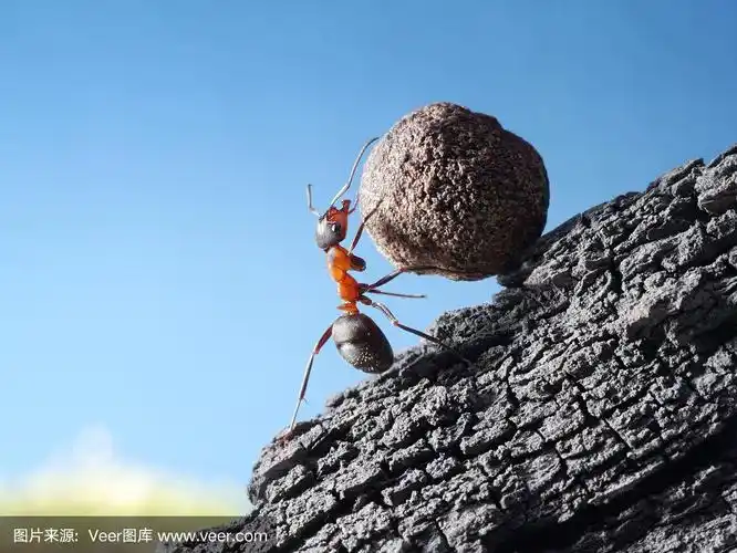 红蚂蚁把石头滚上山