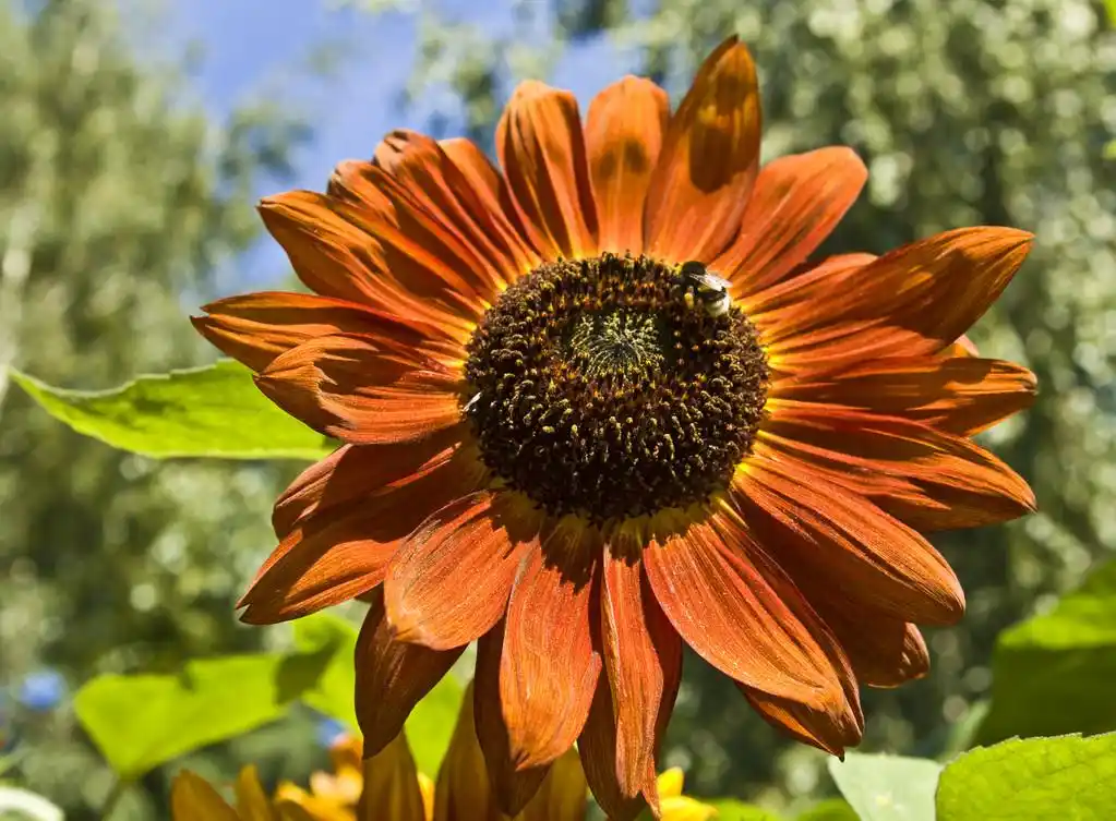 橙色向日葵,大 sunflower 的橙色的颜色,绿色的植物背景上.